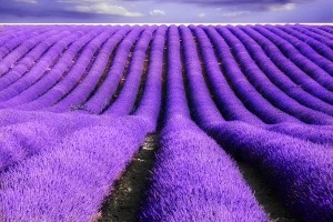 Lavande Lavender Field France Provence Savon Vertus Virtues