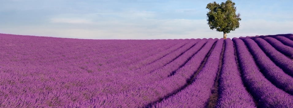 The Virtues of LavenderLes vertus de la lavande